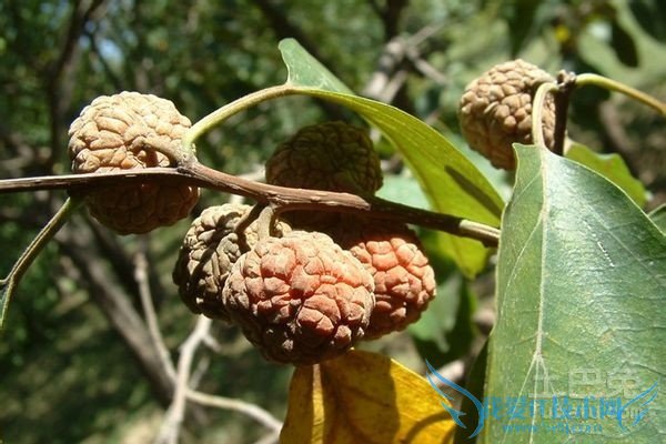 柘树药用价值 柘树药用价值