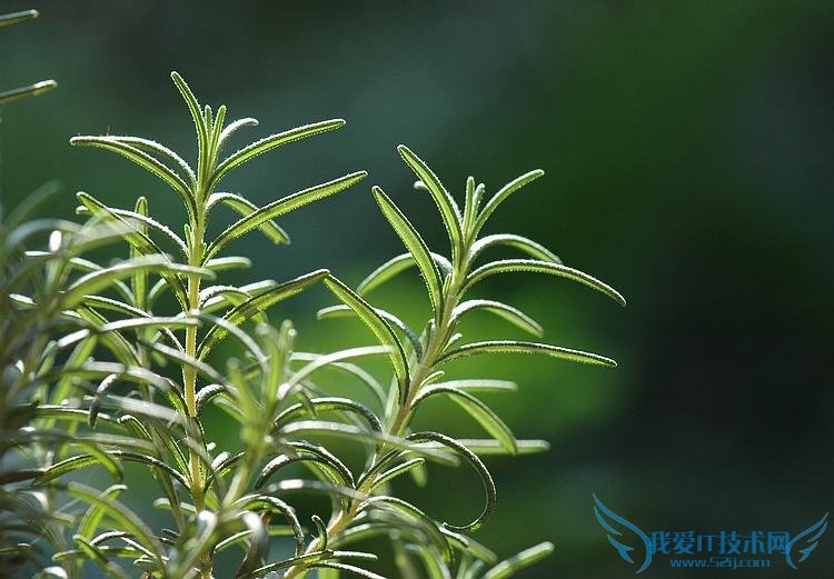 迷迭香的功效与作用大全 迷迭香的食用方法推荐