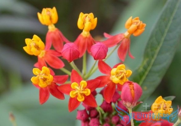 马利筋图片 马利筋图片