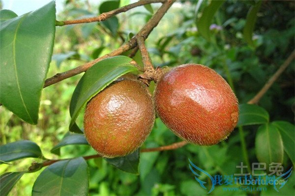 油茶价格 油茶价格