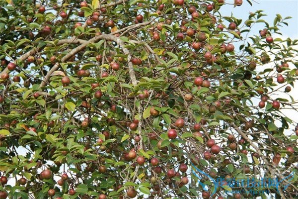 油茶价格 油茶价格