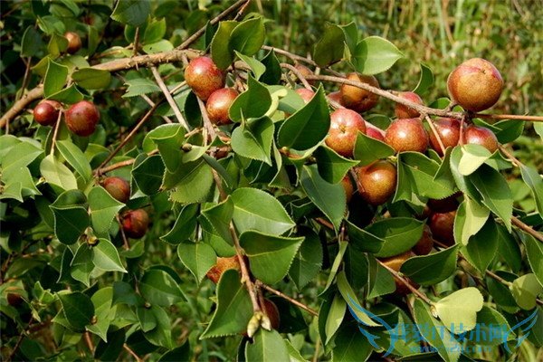 油茶价格 油茶价格