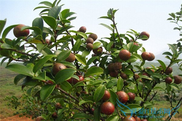 油茶价格 油茶价格