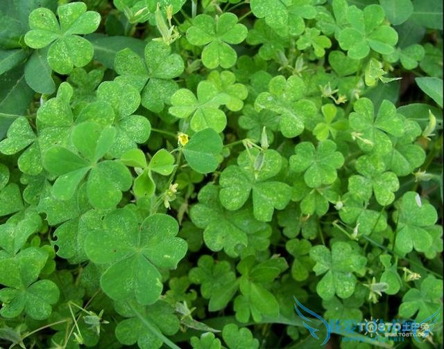鹅不食草的功效与作用 鹅不食草副作用