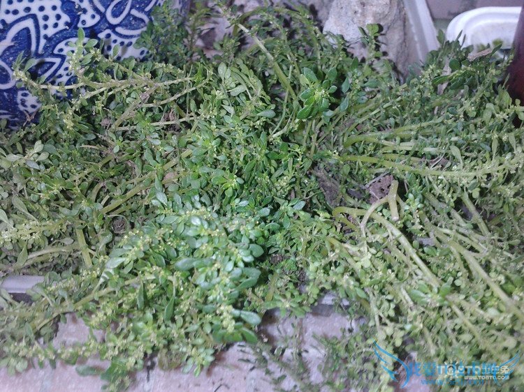 鹅不食草的功效与作用 鹅不食草副作用