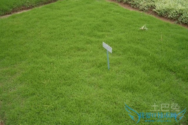 马尼拉草 马尼拉草