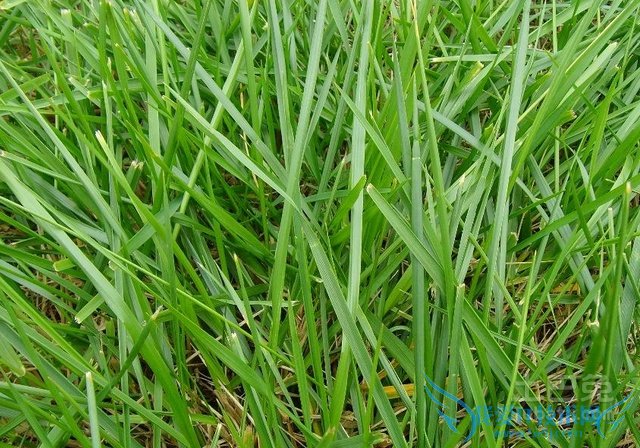 马尼拉草 马尼拉草