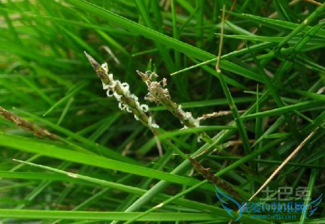 马尼拉草 马尼拉草