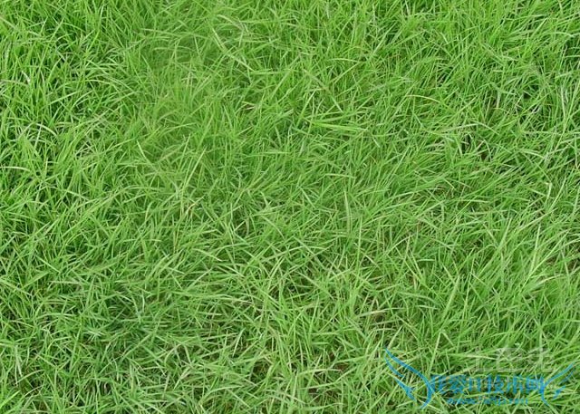 马尼拉草 马尼拉草