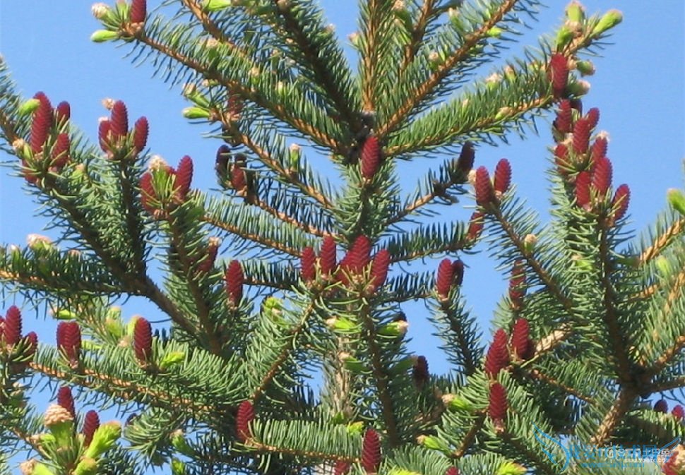 松树的作用 松树的作用