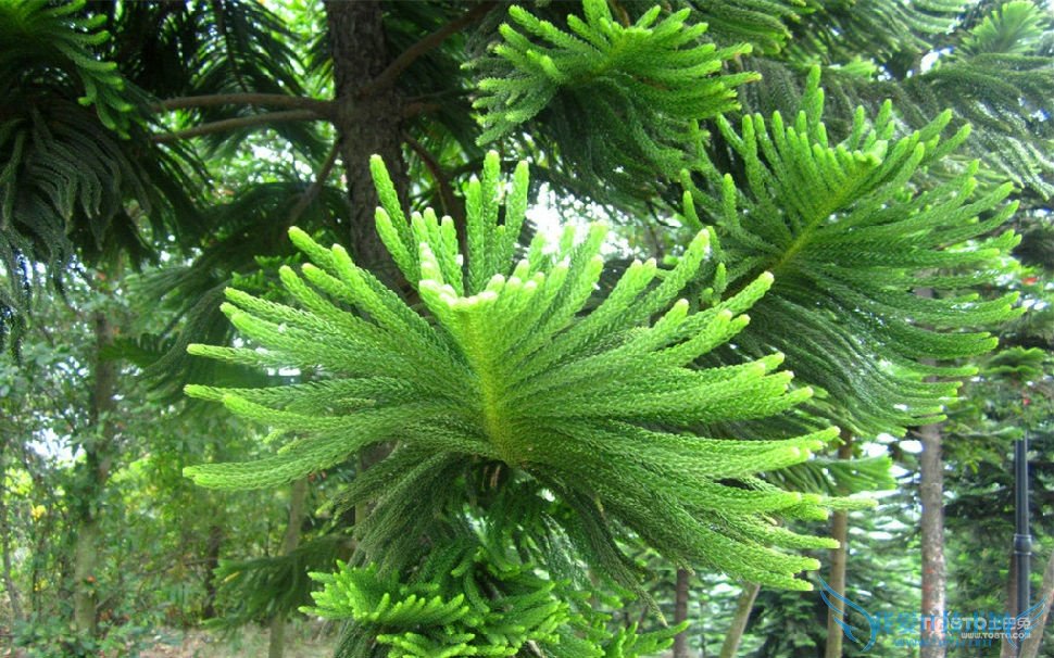 松树的作用 松树的作用