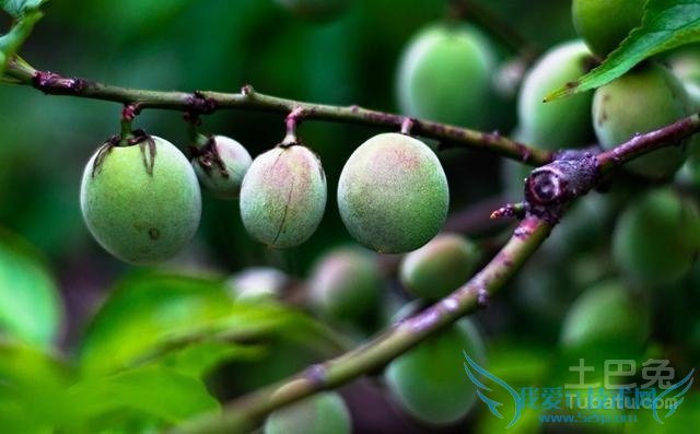 青梅的功效与作用