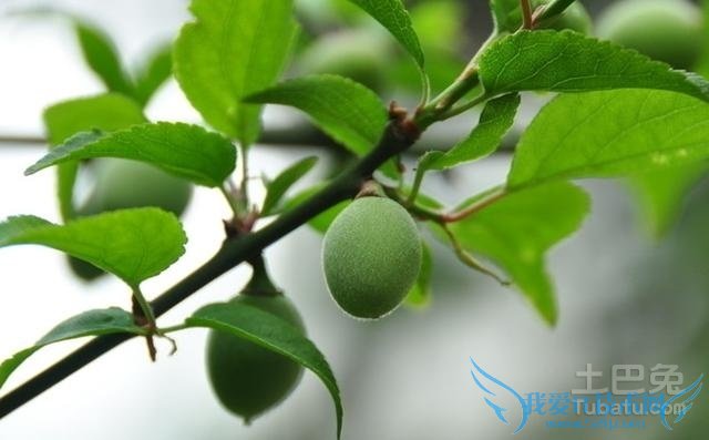 青梅的功效与作用