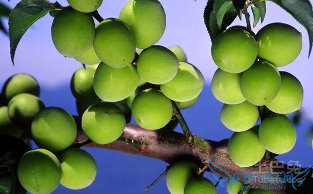 青梅的功效与作用