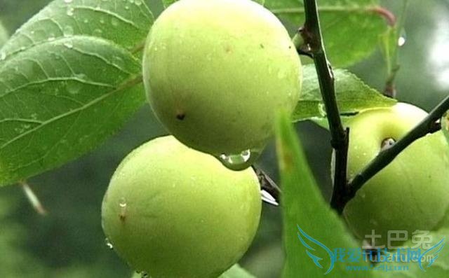 青梅的功效与作用