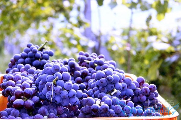 夏黑葡萄多少钱一斤