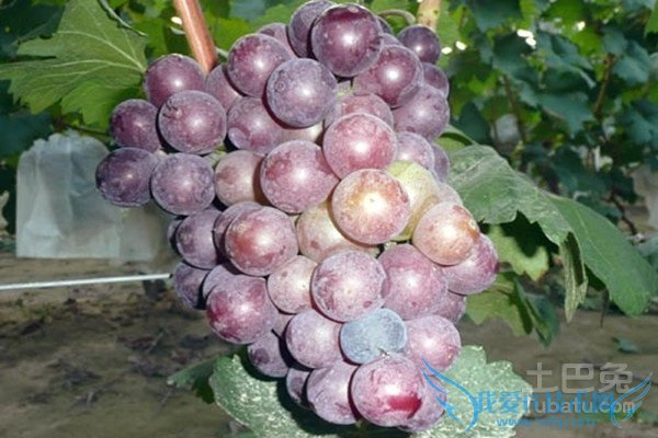 夏黑葡萄多少钱一斤