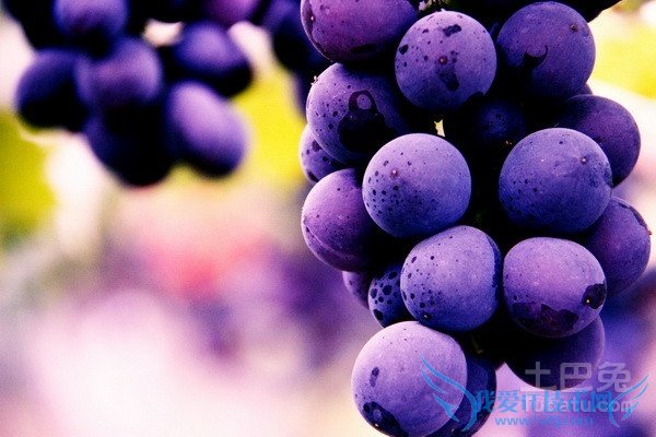 夏黑葡萄多少钱一斤