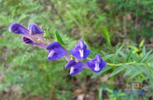黄芩的作用与功效 黄芩的作用与功效
