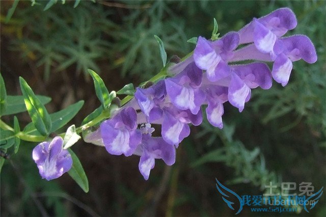 黄芩的作用与功效 黄芩的作用与功效