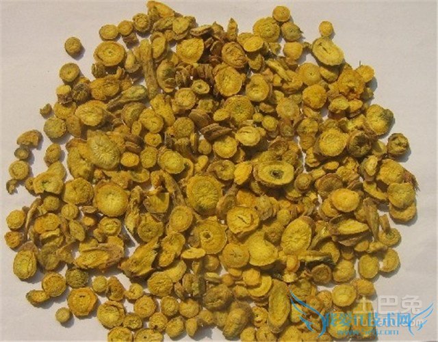 黄芩的作用与功效 黄芩的作用与功效