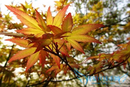 鸡爪槭和红枫的区别 看好四大要点