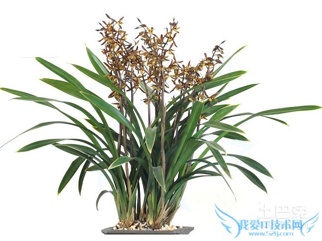 墨兰浇水 墨兰浇水