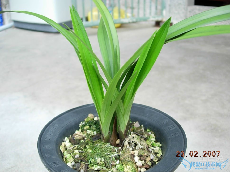 墨兰浇水 墨兰浇水