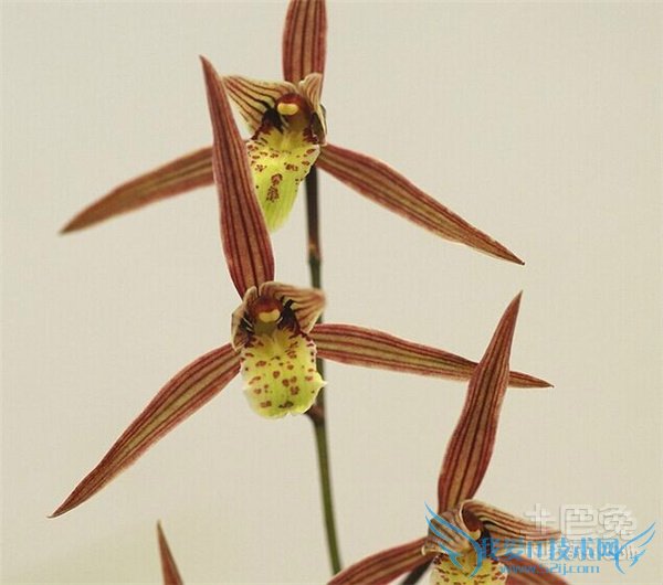 寒兰的养殖方法 寒兰的养殖方法