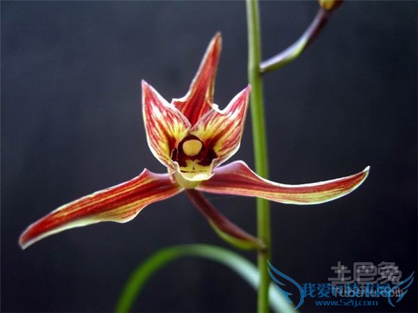 寒兰的养殖方法 寒兰的养殖方法