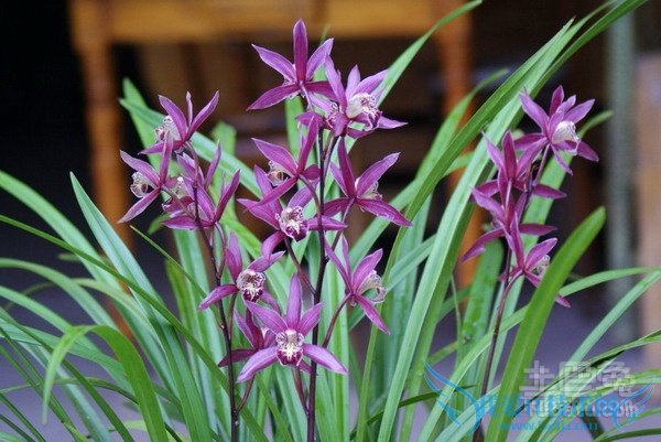 寒兰的养殖方法 寒兰的养殖方法