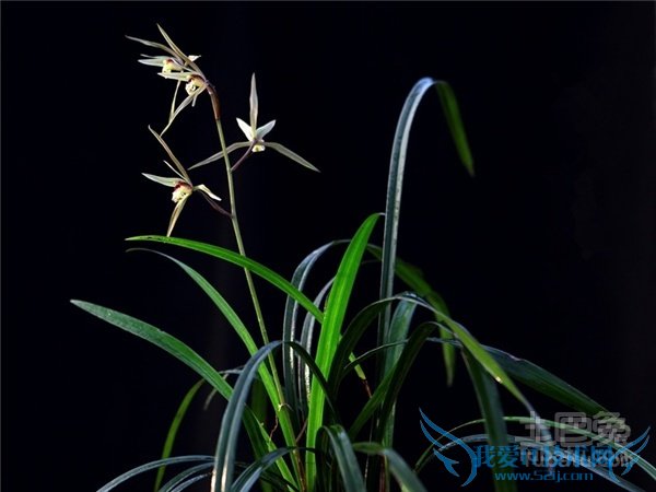 寒兰的养殖方法 寒兰的养殖方法