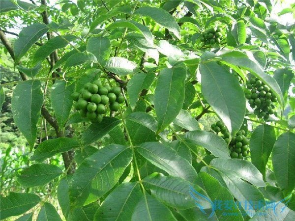 黄柏的作用与功效 黄柏的作用与功效