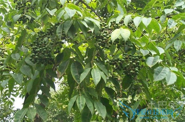 黄柏的作用与功效 黄柏的作用与功效