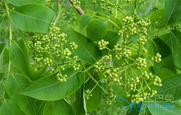 黄柏的作用与功效 黄柏的作用与功效