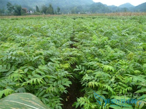 黄柏的作用与功效 黄柏的作用与功效