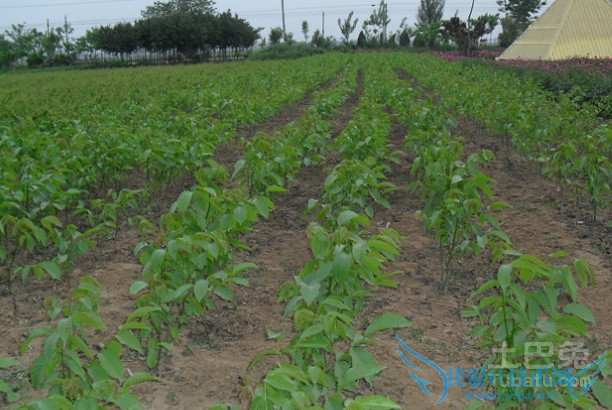 核桃苗种植技术