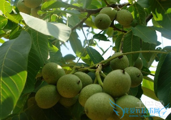 核桃苗种植技术