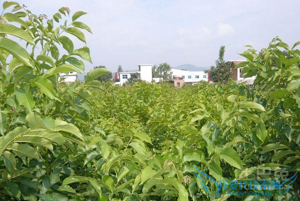 核桃苗种植技术