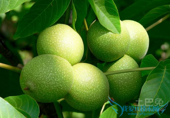 核桃苗种植技术