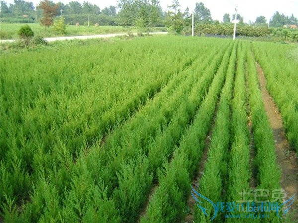 苗木绿化合同 苗木绿化合同