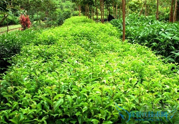 苗木绿化合同 苗木绿化合同