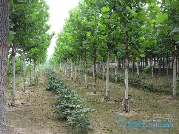 苗木绿化合同 苗木绿化合同