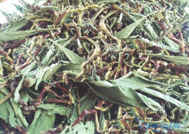 山蜜草的功效与作用 山蜜草的副作用