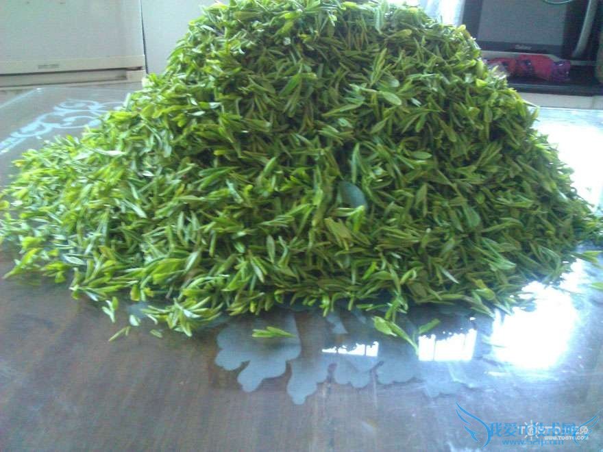 山蜜草的功效与作用 山蜜草的副作用