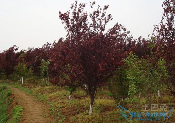 红叶李简介 红叶李简介