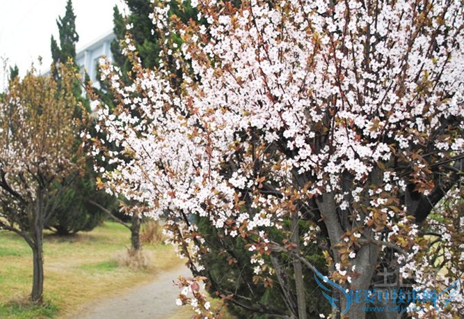 红叶李简介 红叶李简介