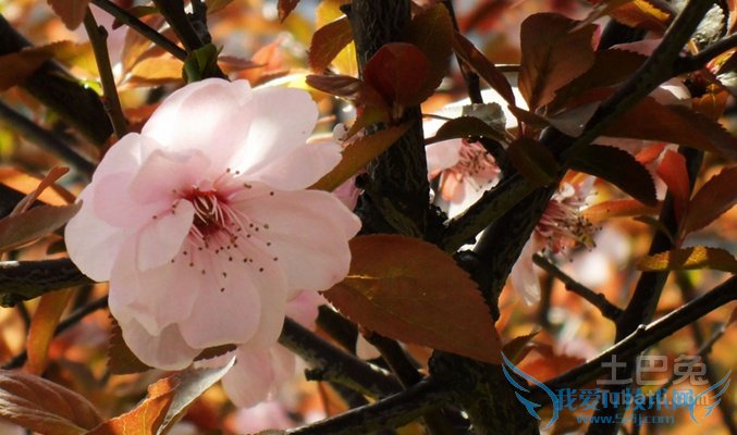 红叶李简介 红叶李简介