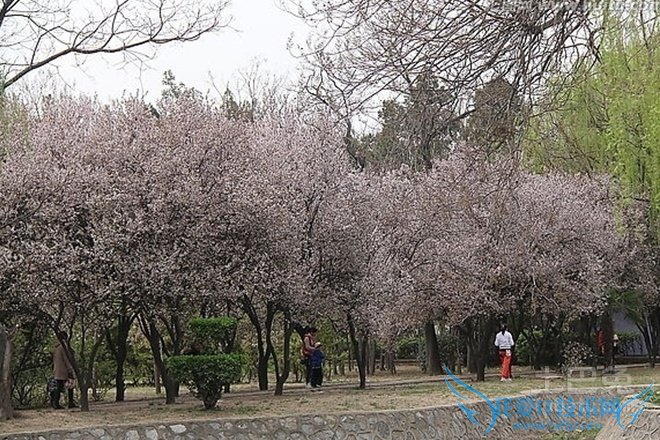 红叶李简介 红叶李简介