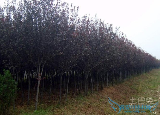 红叶李简介 红叶李简介